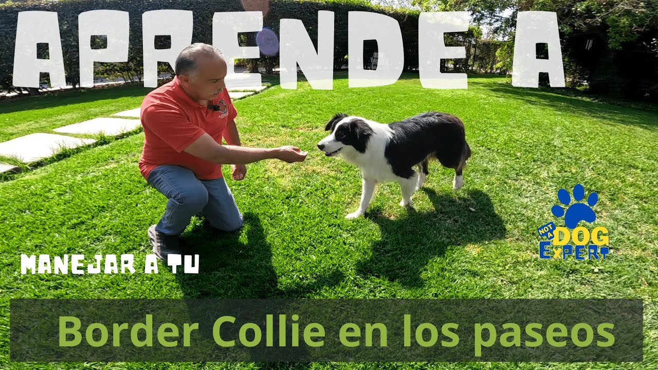 Cómo controlar el comportamiento de un perro Border Collie en paseos: el caso de Jack