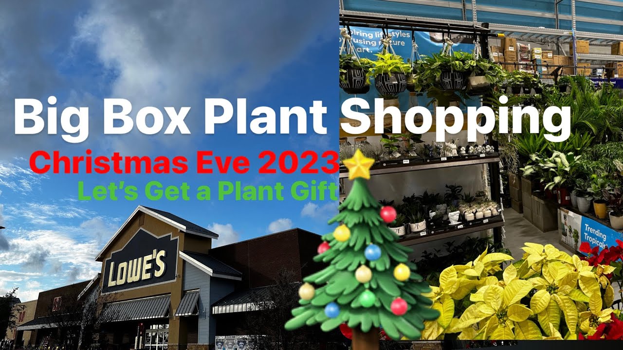 Big Box Stores Plant Shopping Christmas Eve 2023: The Perfect Plant Gift