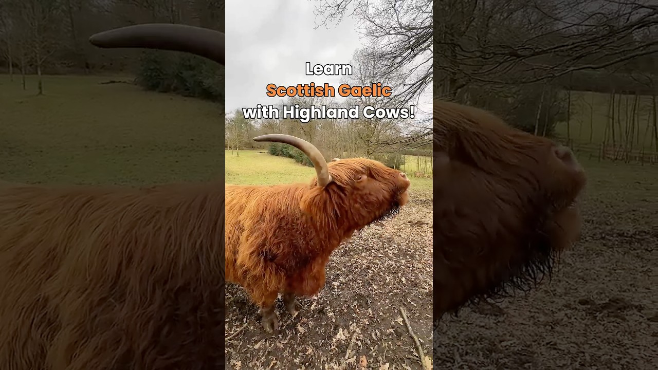 Learn Scottish Gaelic with Highland cows! 🐮🏴󠁧󠁢󠁳󠁣󠁴󠁿