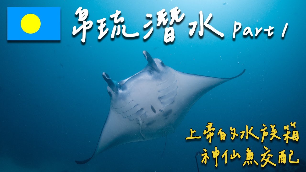【帛琉潛水🇵🇼Palau Diving Part 1 】上帝的水族箱『帛琉』潛水有多精彩⁉️測潛第一支就看Manta！在世界十大潛點藍角和上百隻鯊魚共游 🦈 | 帛琉Vlog  #3