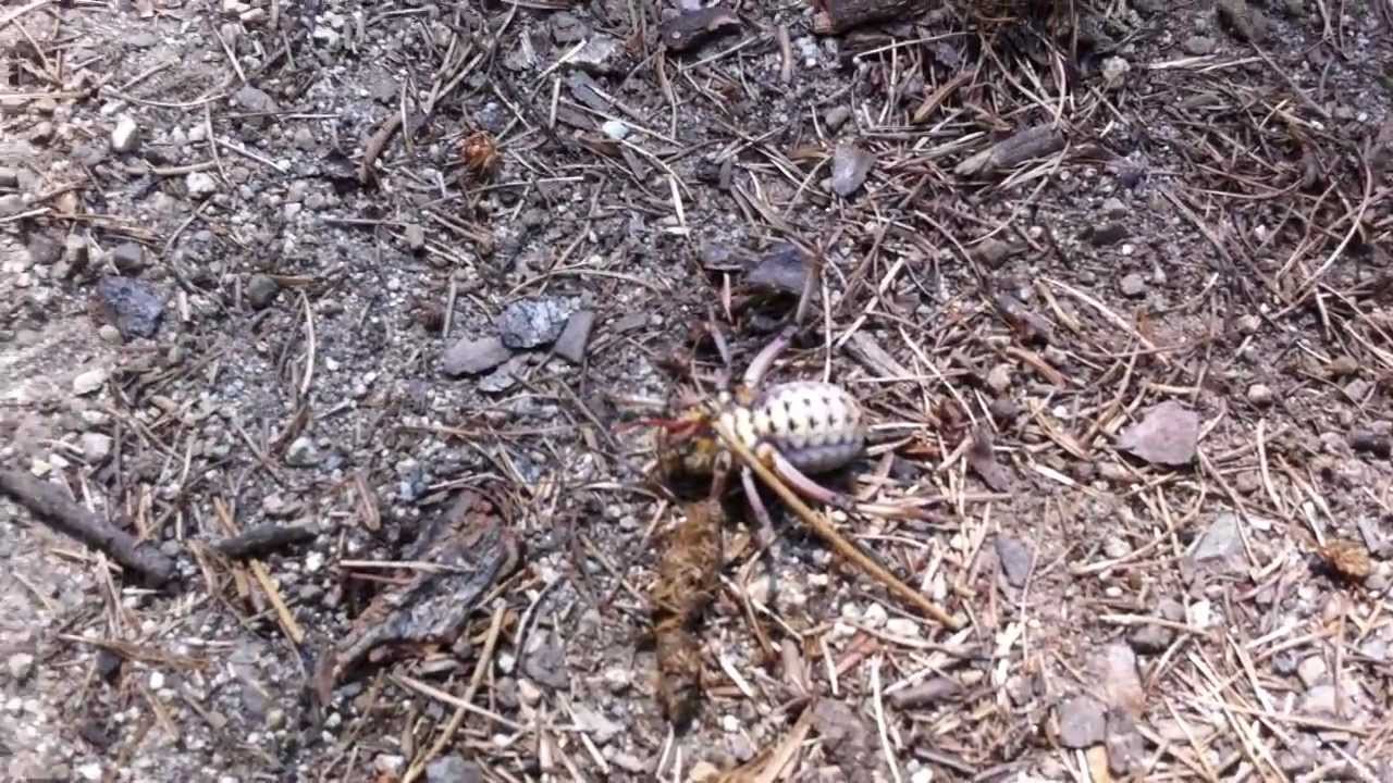 crazy fat bug that plays dead.