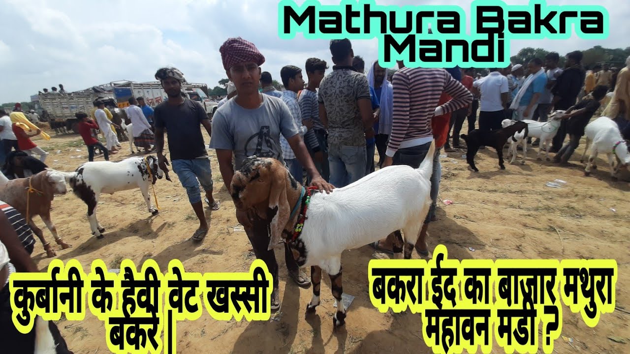 Mathura Bakra Mandi | कुर्बानी के हैवी वेट बकरे | Eid Goat Market| Goat Farming in India