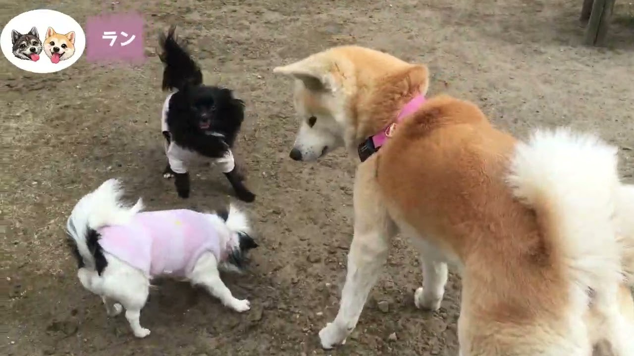 ＃4【ふれあい】一緒に遊ぼう