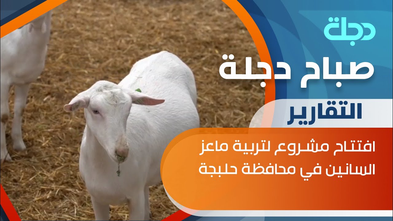 افتتاح مشروع لتربية ماعز السانين في محافظة حلبجة