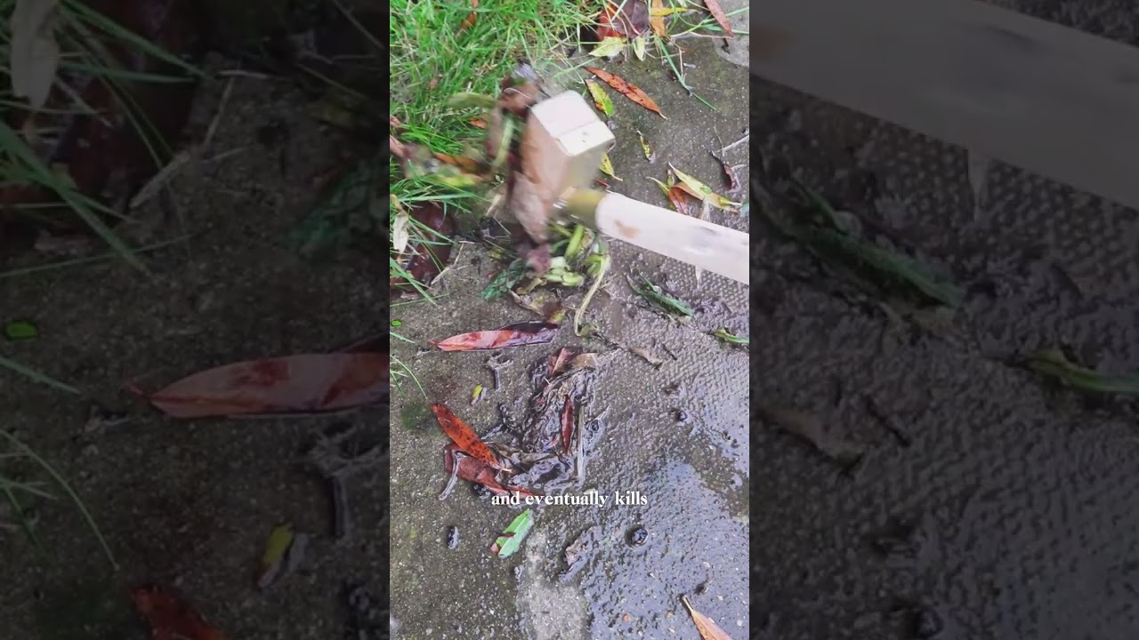 Never buy weed killer again after seeing this 