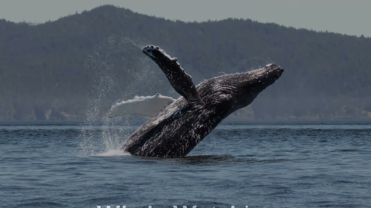 Sooke Whale Watching