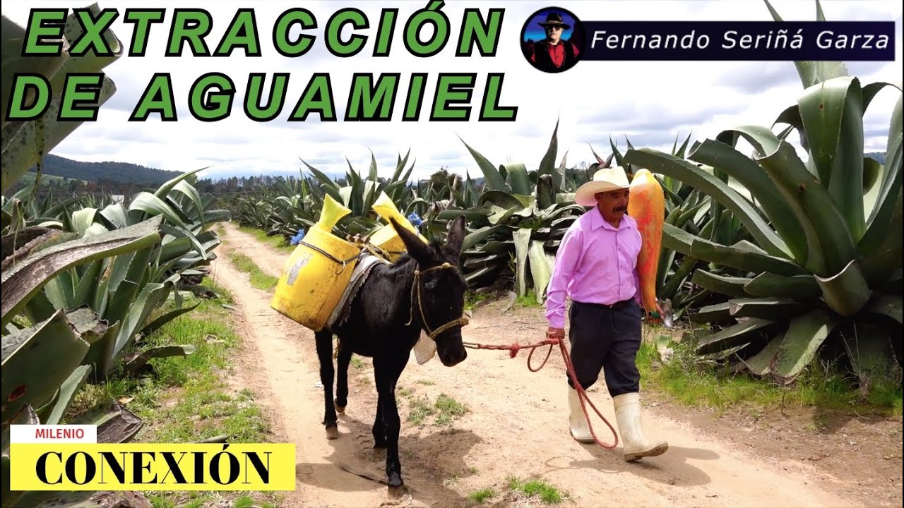 Extracción de Aguamiel y Capado de Maguey