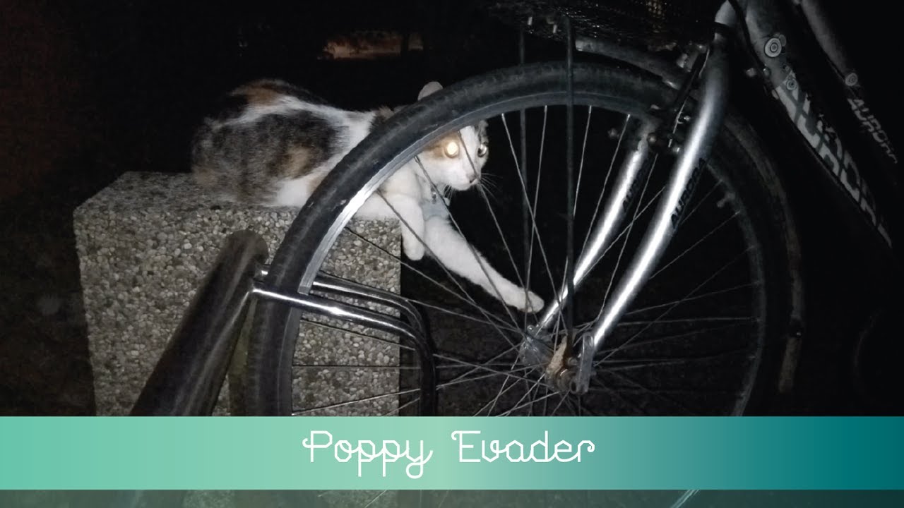✨ Poppy Trying To Evade Oasis ✨