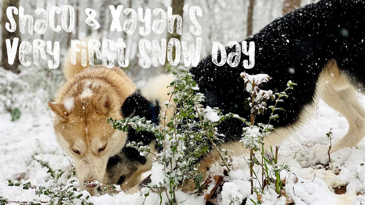 Shaco & Xayah's Very First Snow Day ❄💙❄