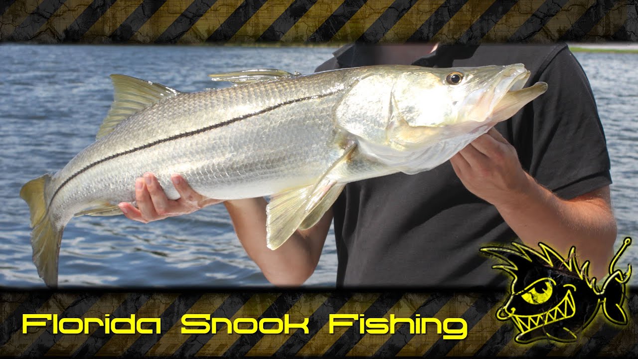 Florida Fishing - fishing for giant snook