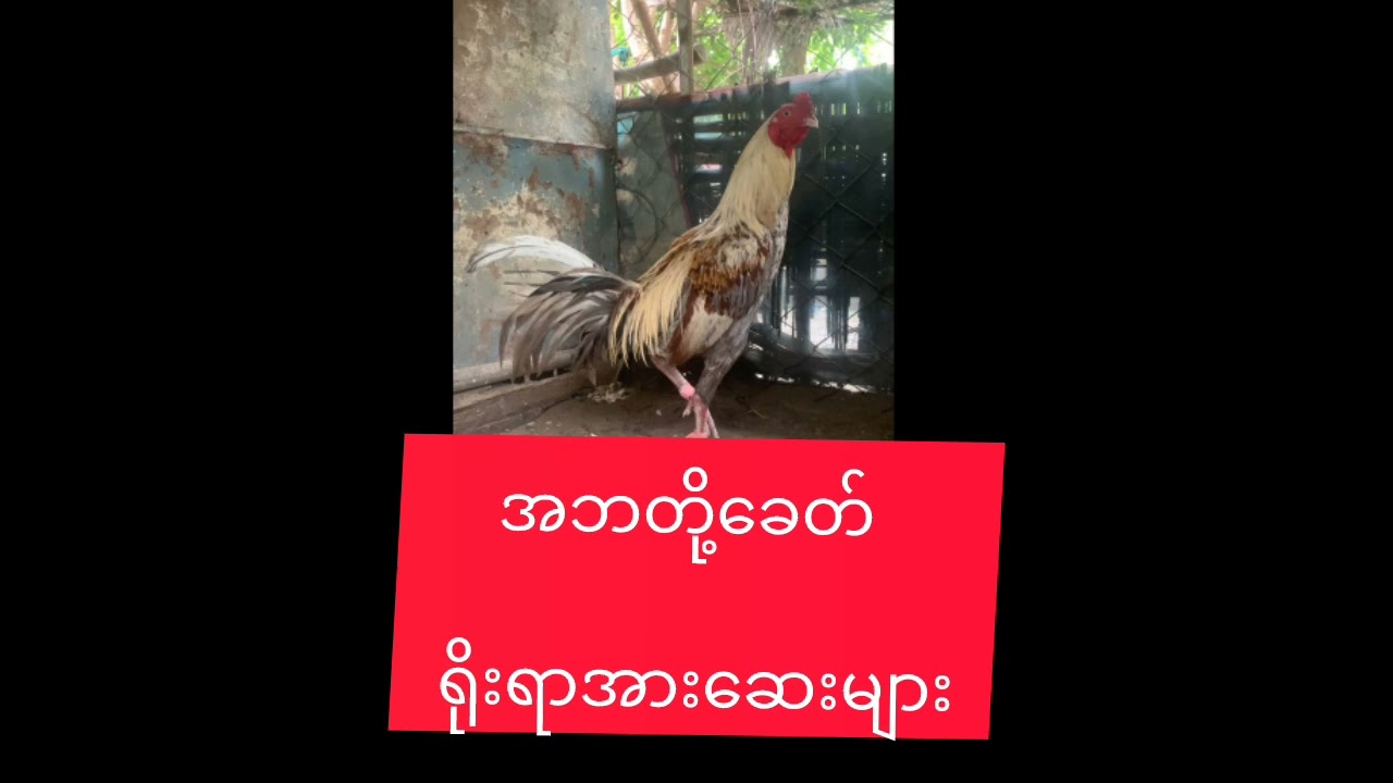 မြန်မာ့ရိုးရာ တိုက်ကြက်အားဆေးများ