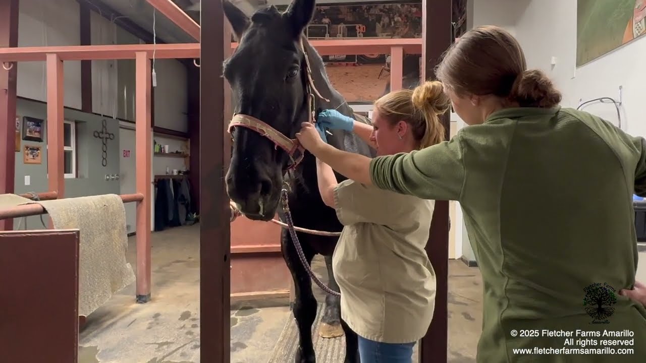 End of the Year Rescues! Update on all the new Belgian Draft horses saved from slaughter in December