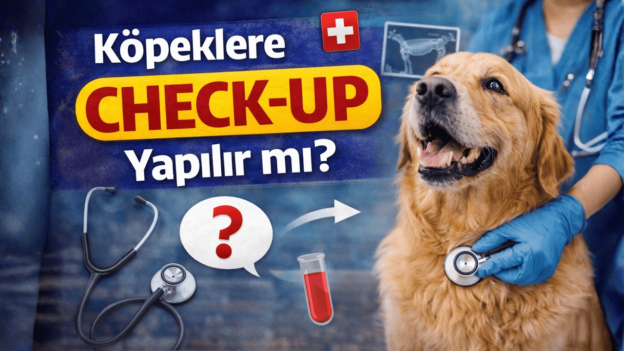 Köpeklere check up yapılır mı?