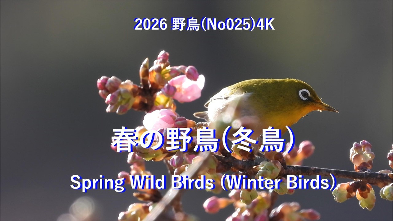 2026春の野鳥(冬鳥)4K(No025)Spring Wild Birds (Winter Birds)#野鳥