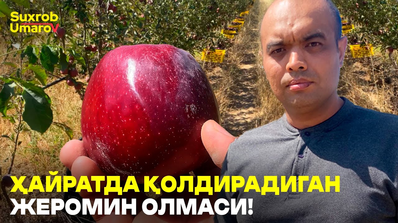 СОТУВИ УЧИБ КЕТАДИГАН ОЛМА НАВИ! #suxrobumarov