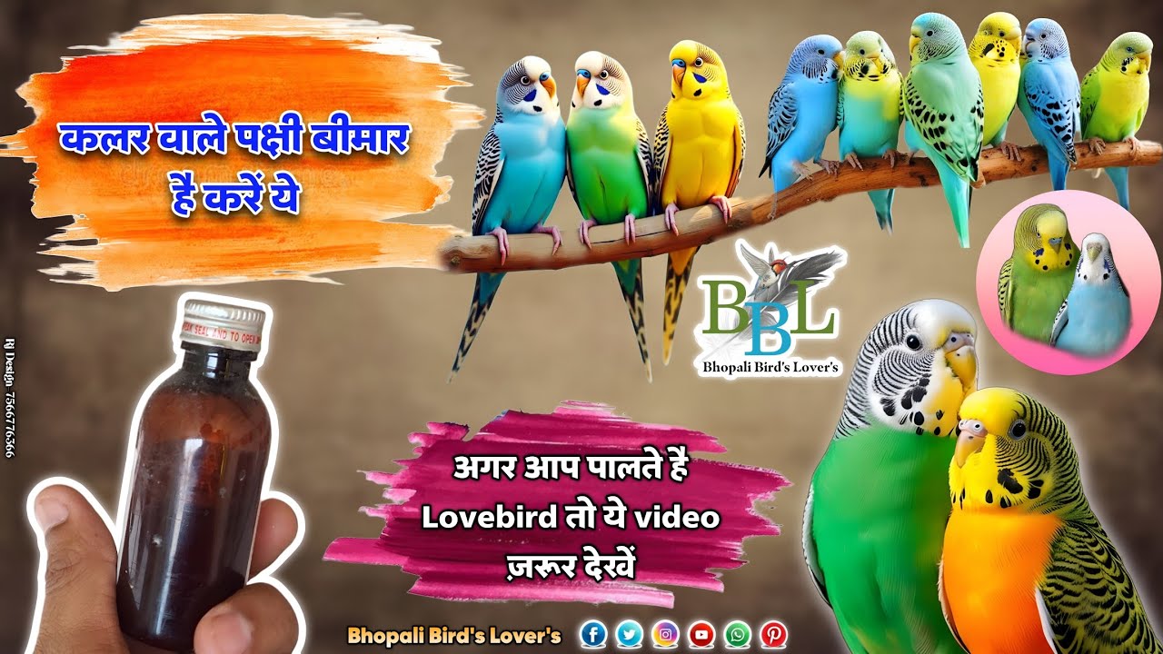 Bird's beemar hai to kya karen//Bhopali Bird's Lover's बीमारी पक्षियों का इलाज़ कैसे करें #birds 