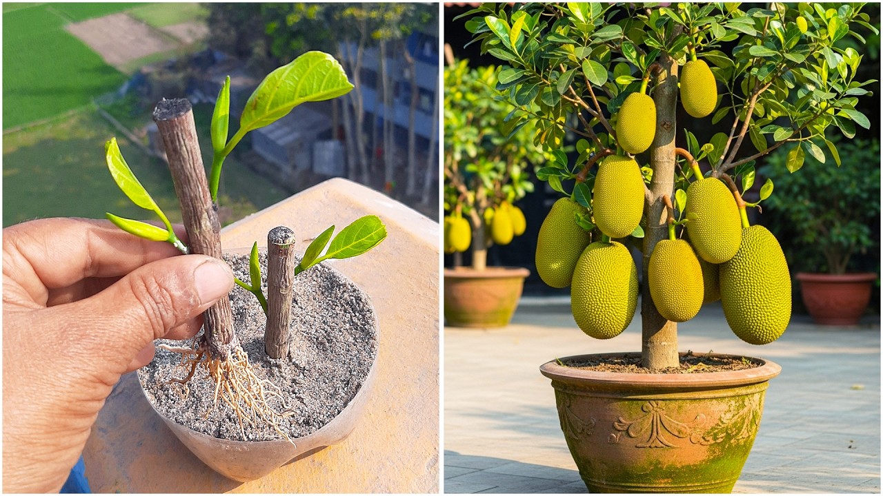 Learn how to grow jack fruit plant from stem | Step-by-step technique explained