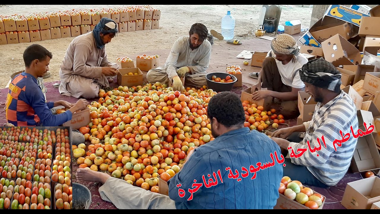 قطف وتعبئة الطماطم (البندورة) في الباحة بالسعودية