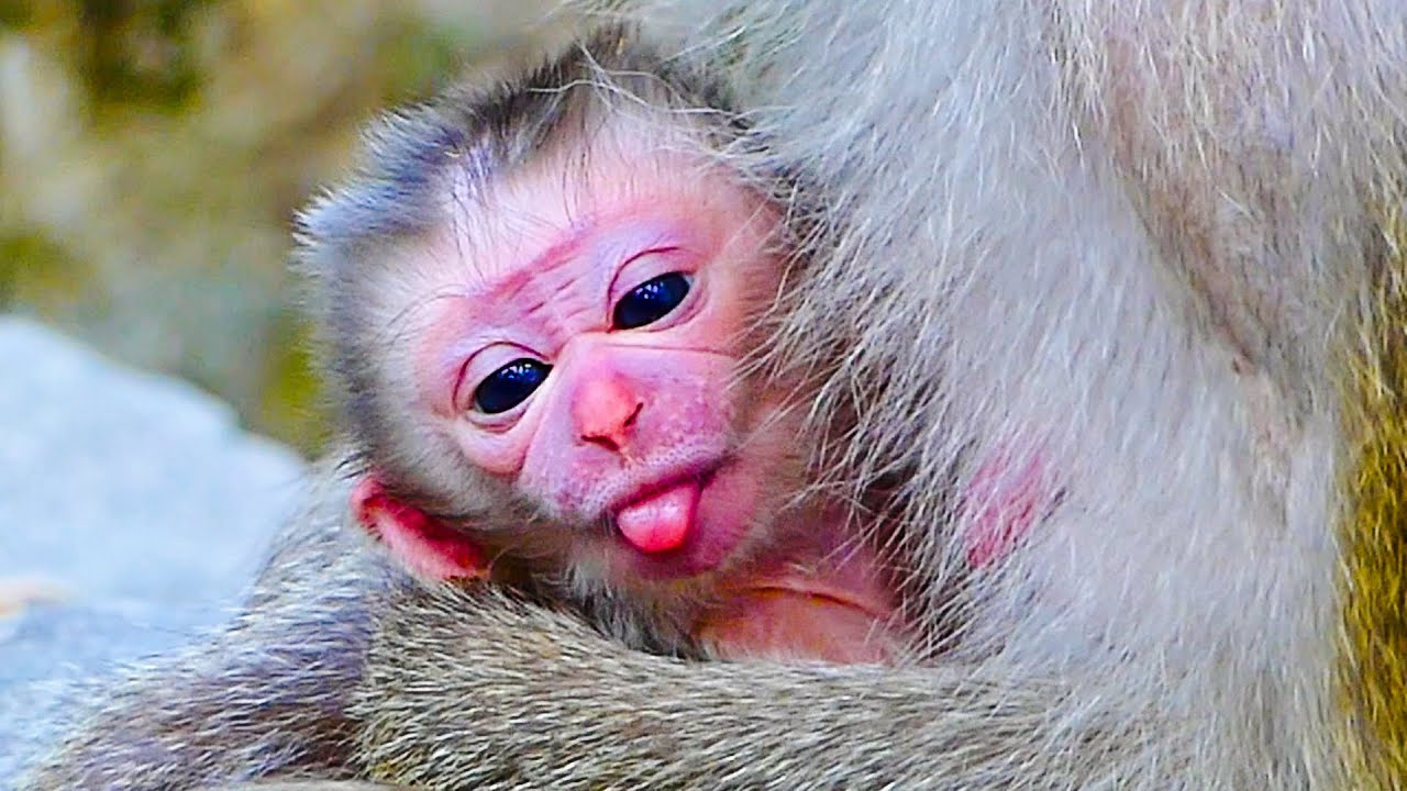 How Lovely💗Monkey Libby successfully GIVES birth to third baby Jan 05, 2025