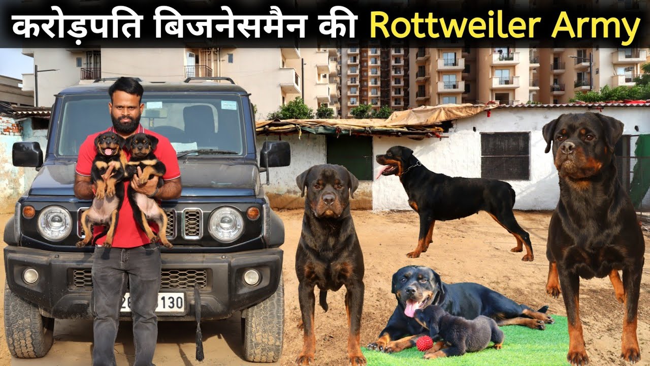 ऐसा शानदार Rottweiler Dog Farm देखा नहीं होगा | Rottweiler Puppies | Rottweiler Lover