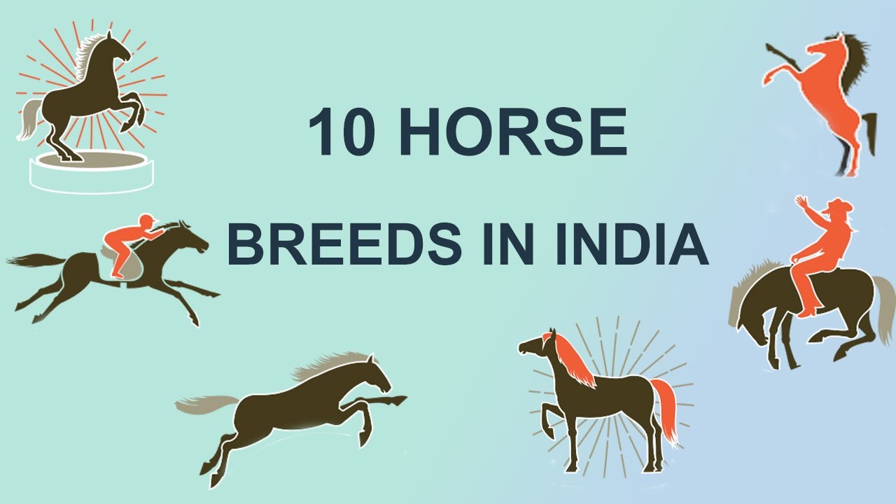 भारत मे पाइ जाने वाली दस घोड़ो की प्रजातीया | Marwadi | Kathiwadi | 10 Indian Horse Breeds