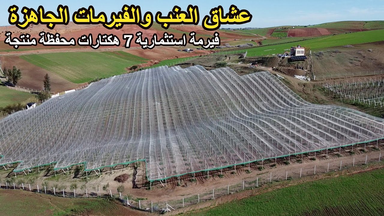 ✨ عشاق فيرمات العنب الاستثمارية  فيرمة خرافية 7 هكتارات كبيرة منتجة مجهزة بالكامل محفظة ✨ الرماني