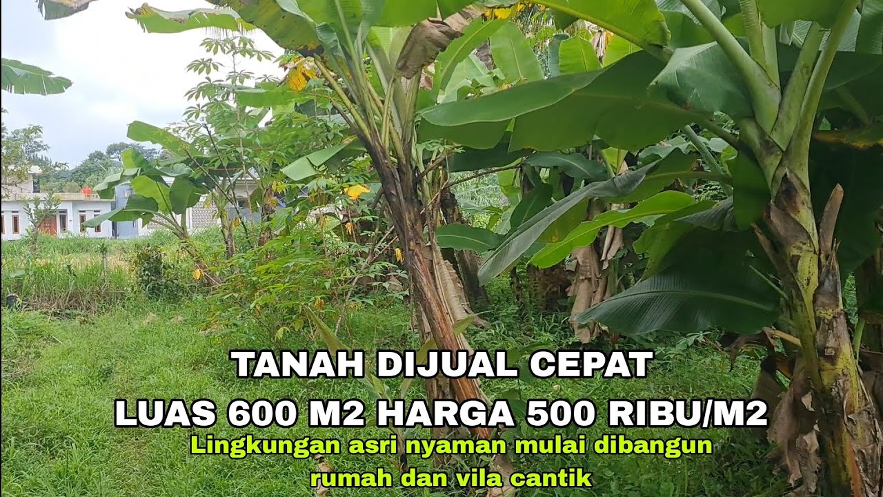 Tanah Dijual Cepat Lingkungan Mulai Dibangun Rumah dan Vila Cantik #tanahdijual