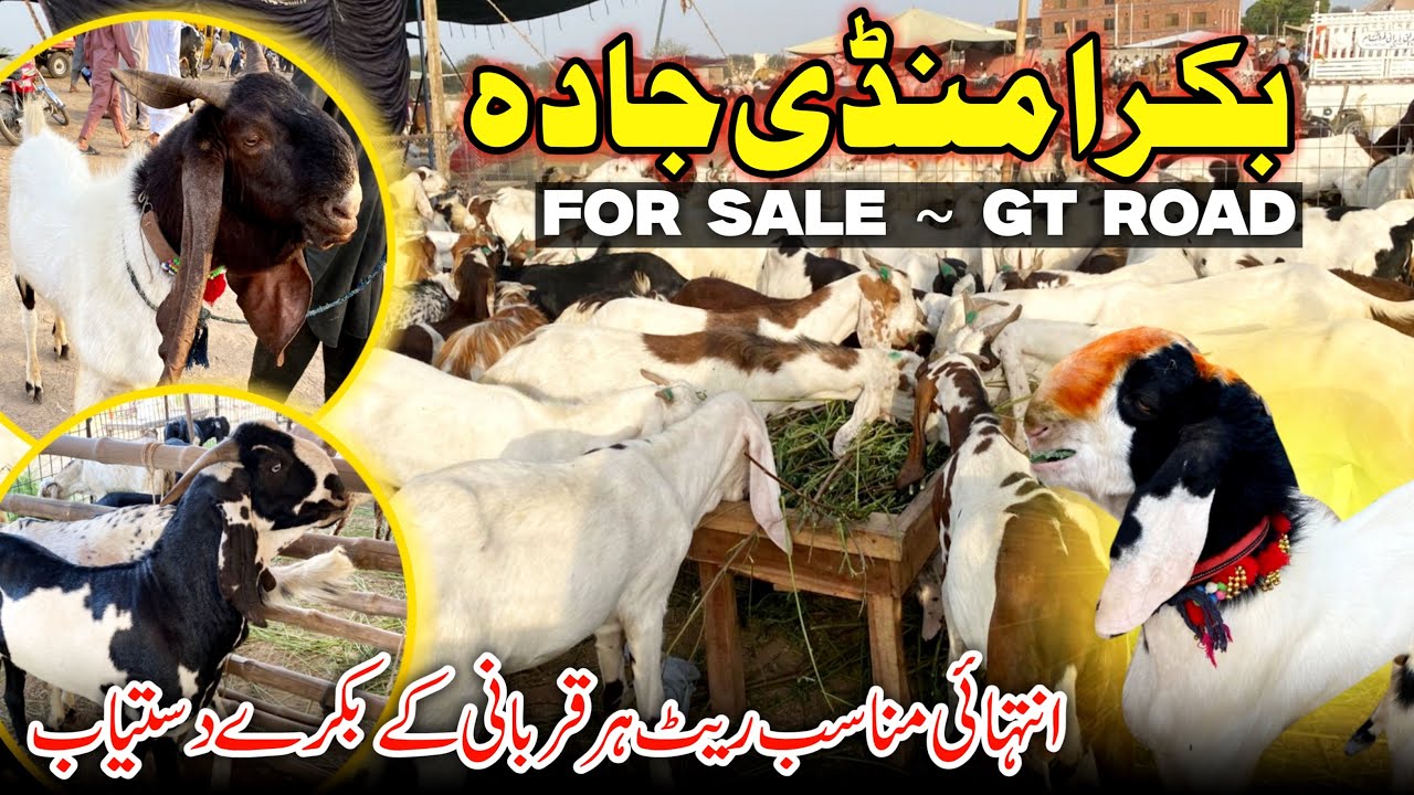Bakra Mandi 🐐 |Qurbani k khubsurat bakry 🐐 |Jada Jhelum|Family vlog