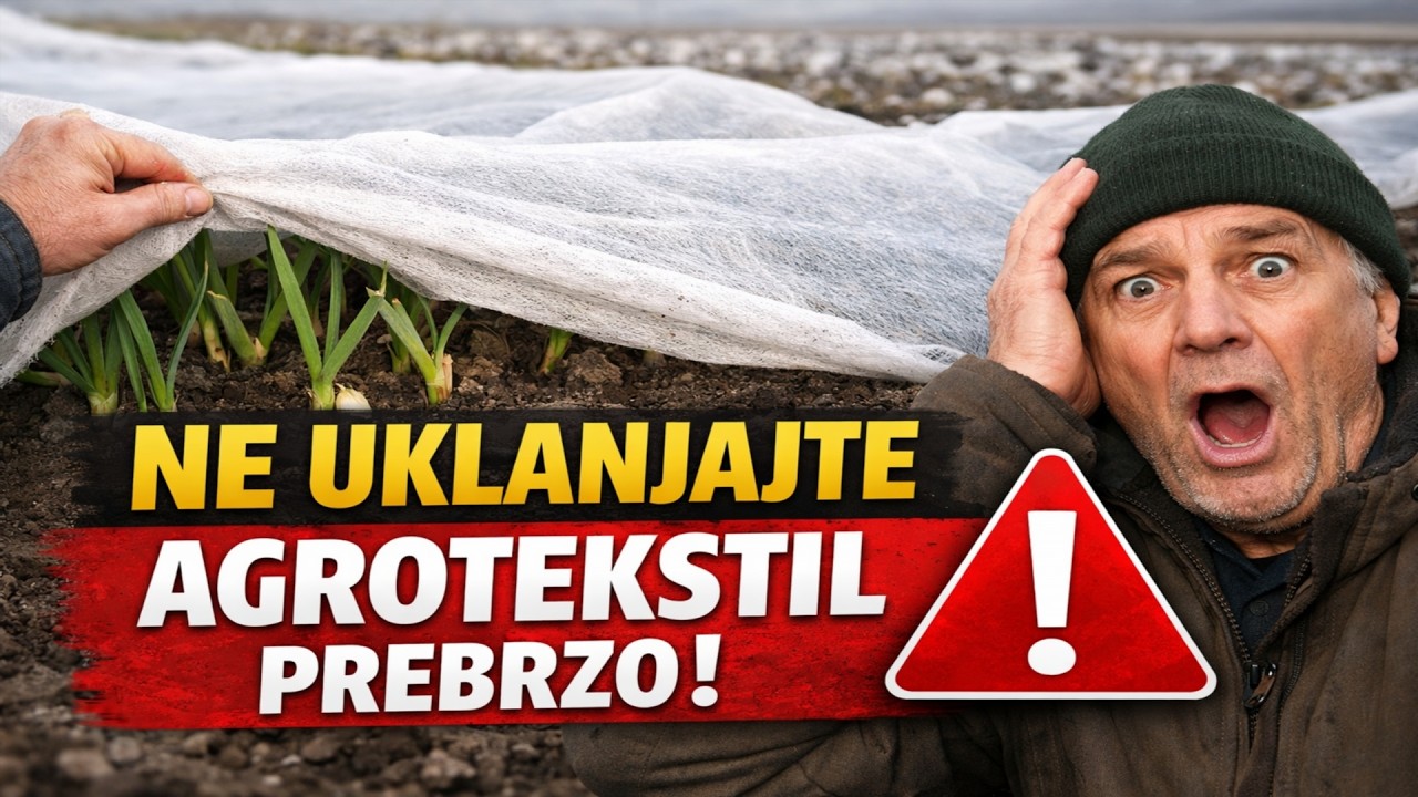 Ne skidajte agrotekstil PRERANO! 😱 Ključni potez za OGROMAN urod češnjaka i luka u veljači