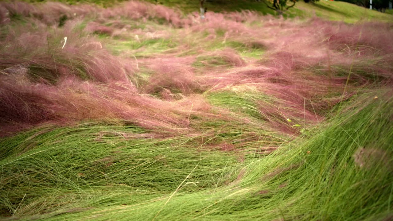 Muhlenbergia capillaris