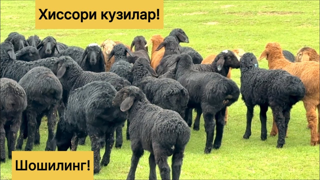 877949191☎️ Хиссори кузилар!