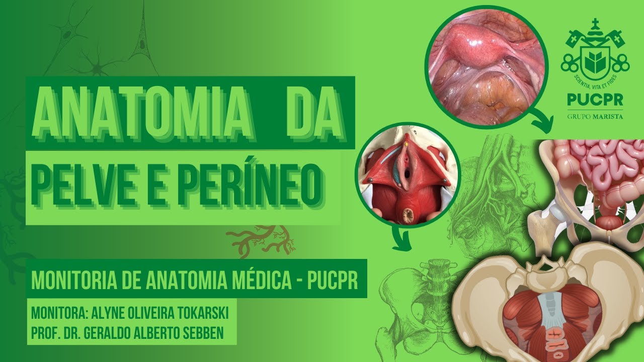 Pelve e Períneo - Monitoria de Anatomia Médica II PUCPR
