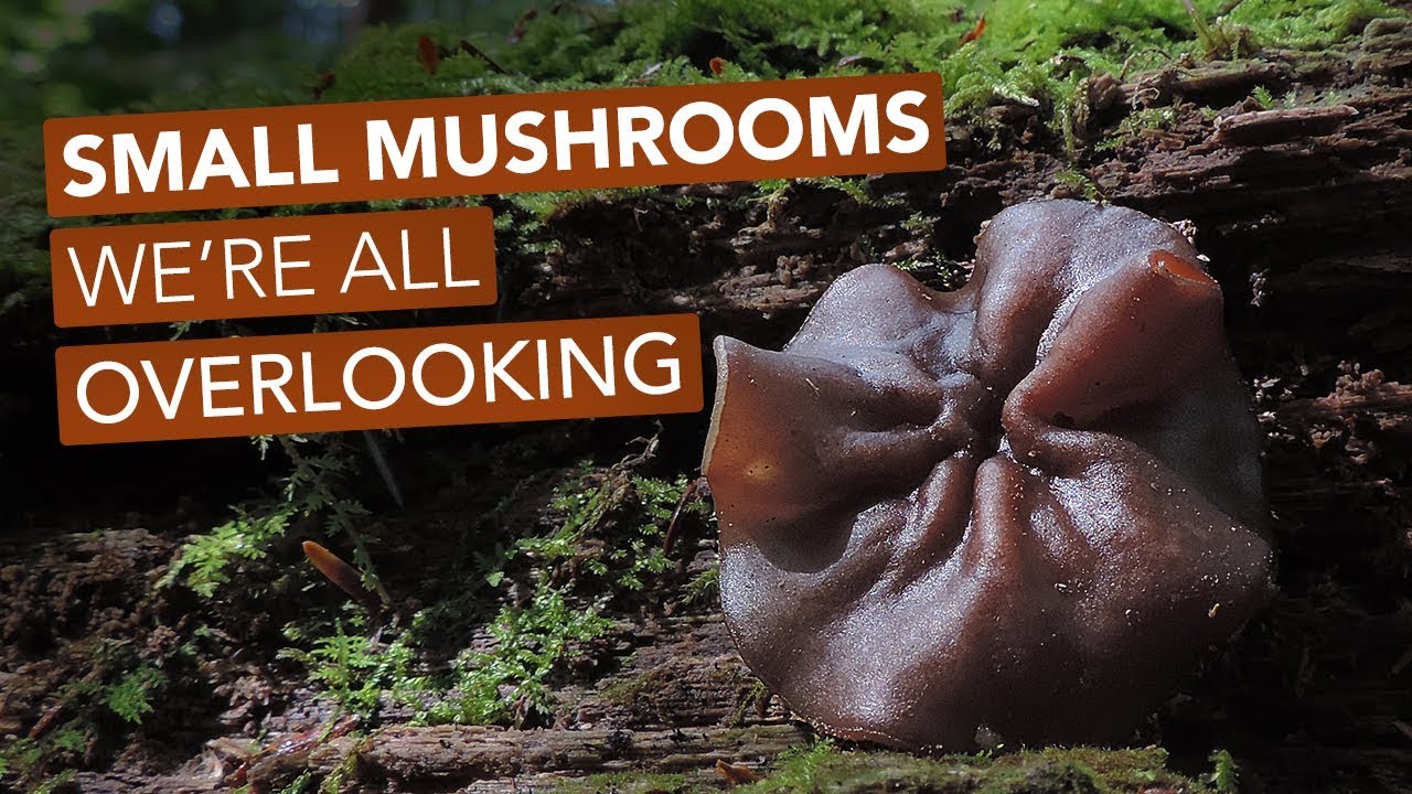 Small Mushrooms We're All Overlooking
