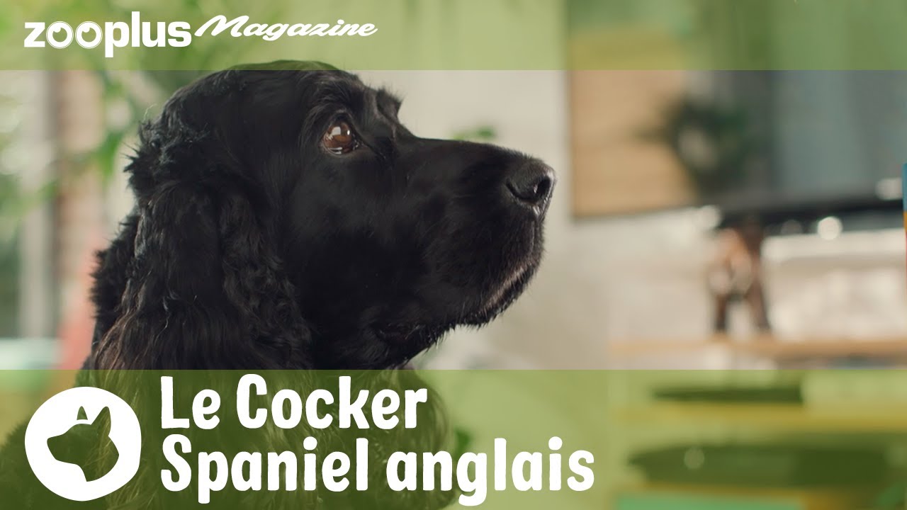 Le Cocker Spaniel anglais : ce chien est-il fait pour moi ? | Magazine zooplus