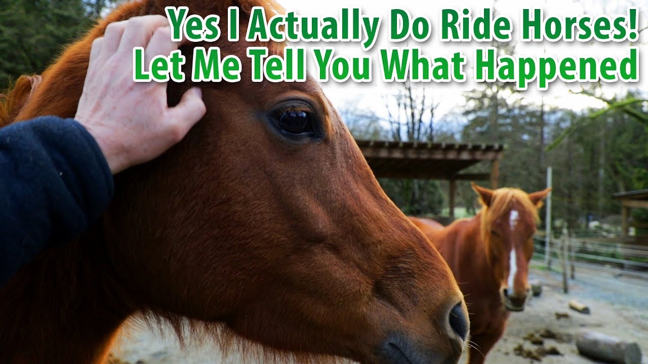Yes I Do Actually Ride Horses, Let Me Tell You What's Been Happening