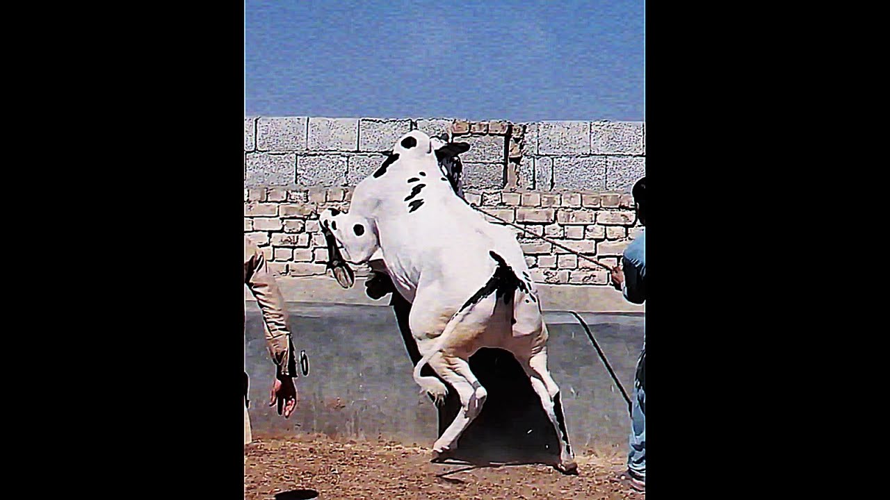 fateh jangi bulls beauty and the beast
