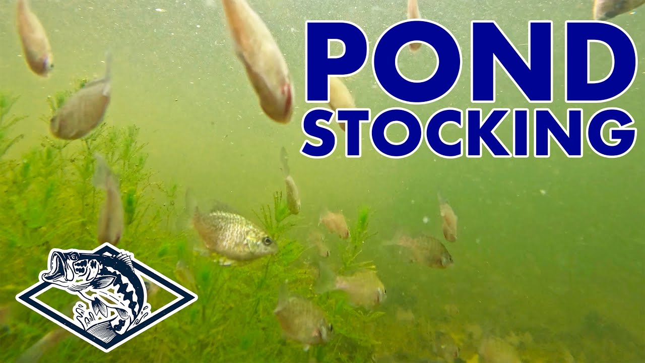 Stocking Thousands of Fish Into a Pond! INCREDIBLE Underwater Footage!