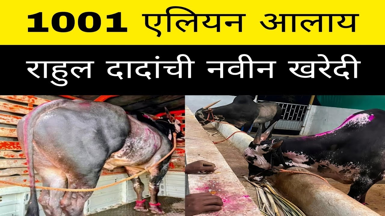 नाशिक मधील नवीन खरेदी एलीयन 1001. जी गाडी कुणाला हरली नाही नाशिक मध्ये या एलीयन 1001 ने हरवली आहे 