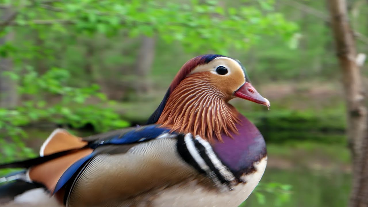 Samsung NX500 4k 3840x2160 30fps UHD Test