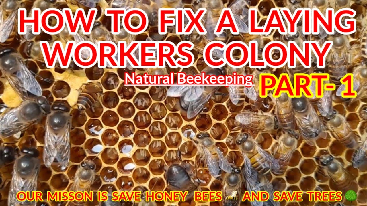 Laying Workers ? How To Fix A Laying Workers Colony ! How To Solved Laying Workers Problem | 