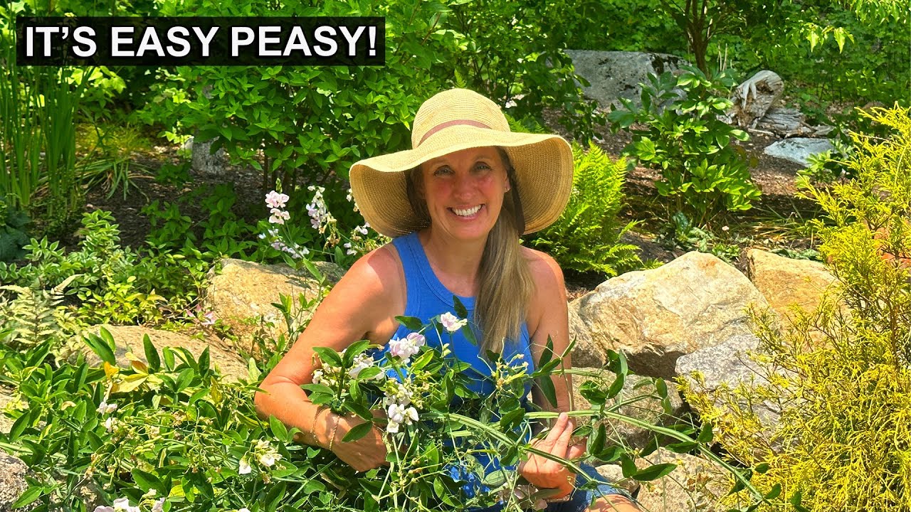 It's Easy Peasy! Why We Love Perennial Sweet Pea