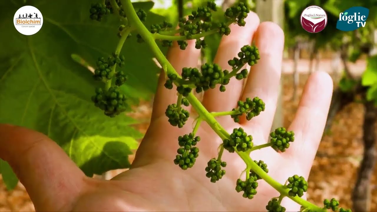 Interruzione di dormienza: come avere un vigneto uniforme ed #uva in abbondanza 🍇
