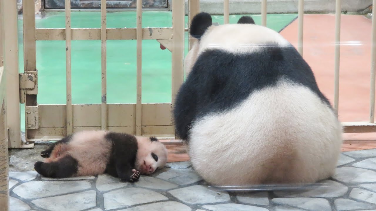 激可愛♥ 赤ちゃんパンダの足の動きに癒される！！ #パンダ #かわいい #アドベン #アドベンチャーワールド