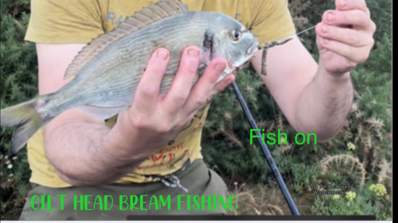 Gilt head bream shore fishing 🎣 Salcombe river - devon fishing - fish on 💥