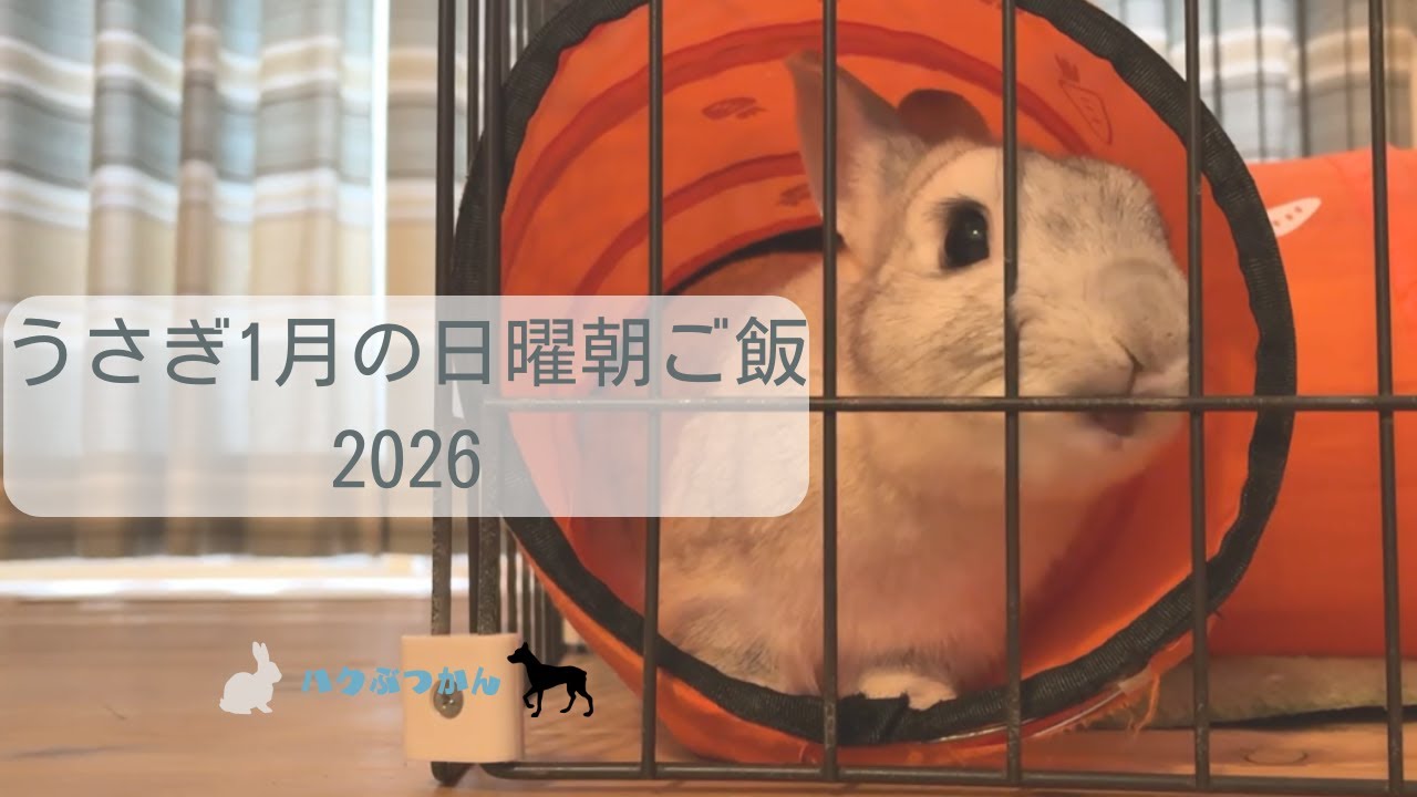 うさぎ1月の日曜朝ご飯ぷらす　2026