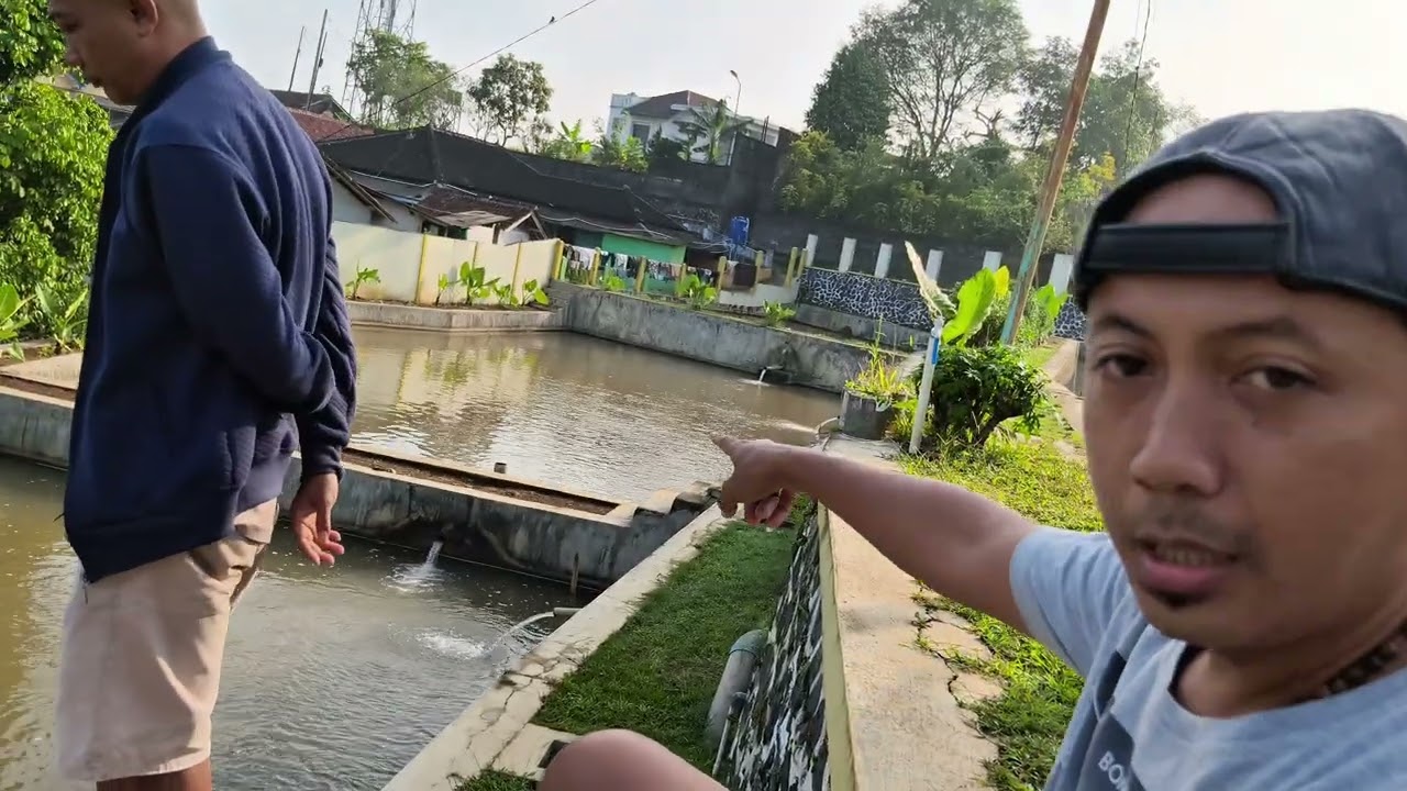 Berkunjung ke kolam TJ Fish Farm 
