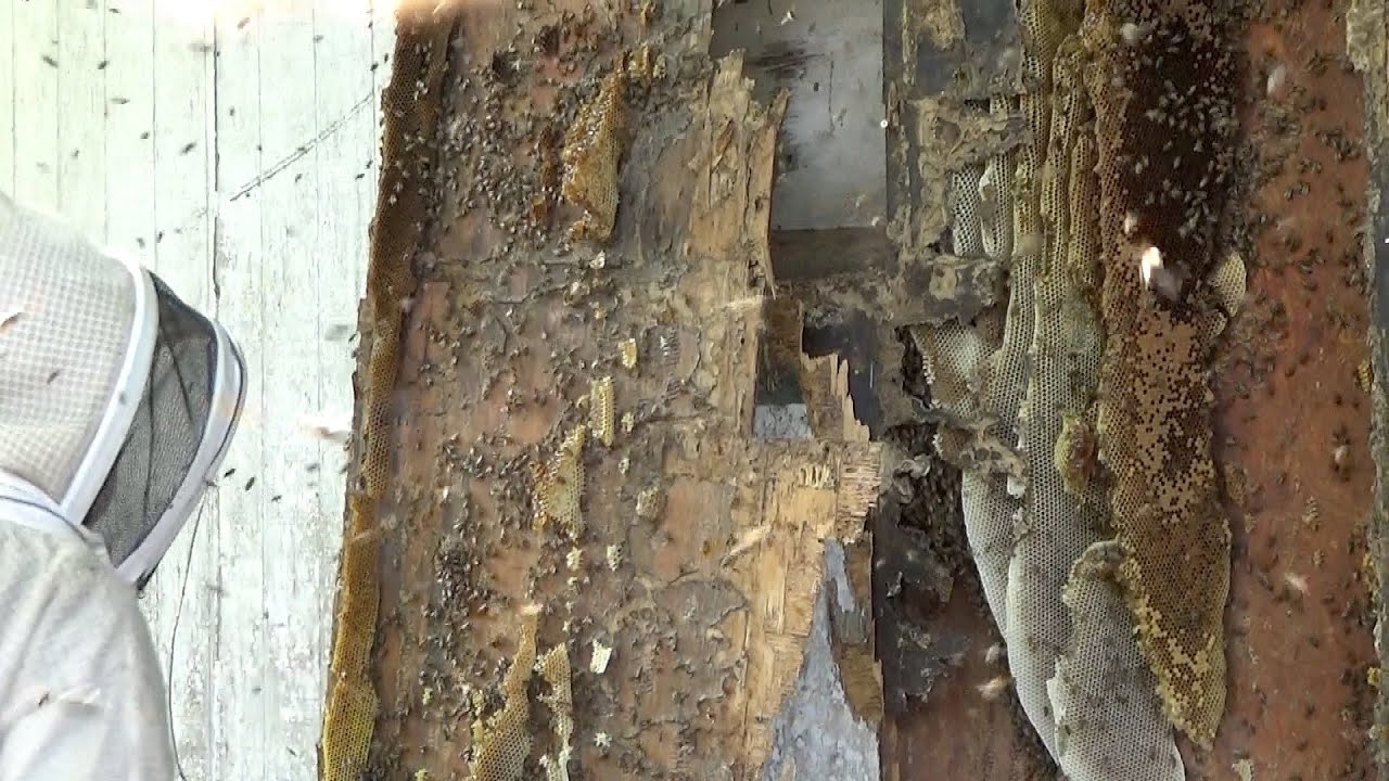 Bees! Bees! And more bees! The largest bee hive removal of the year!