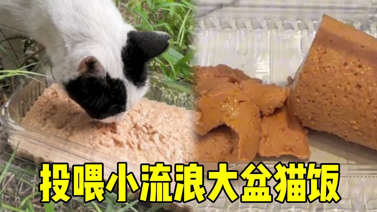 投喂小流量大盆猫饭，一步步取得它们的信任，真的好开心！【久久的喵】