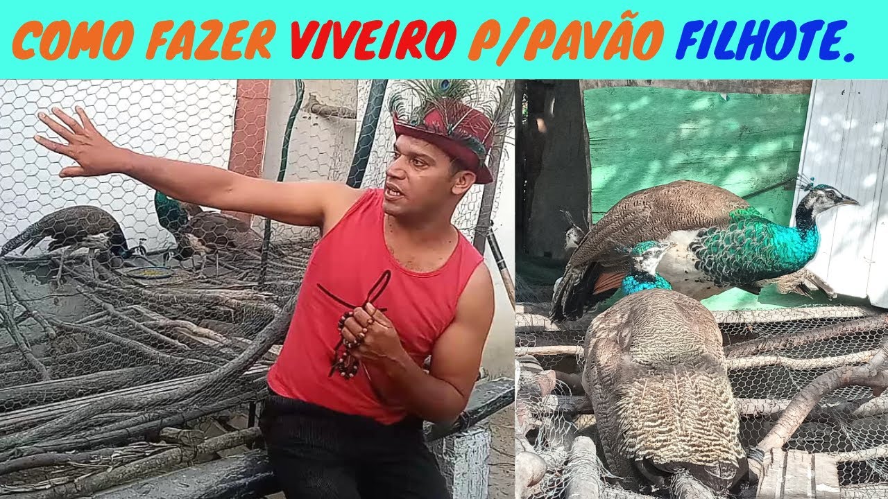Como fazer VIVEIRO para PAVÃO FILHOTE, com pouco INVESTIMENTO. COMO CRIAR PAVÕES?