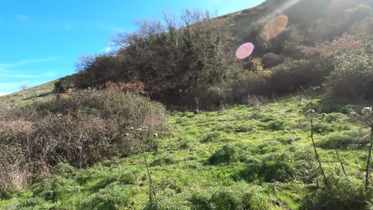 Caccia al cinghiale in Sardegna 🐗
